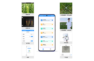 芜湖市小麦表型测量仪IN-XM05